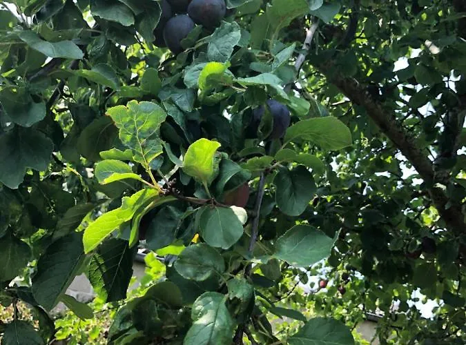 Будинок відпочинку Le Galvani Онфлер